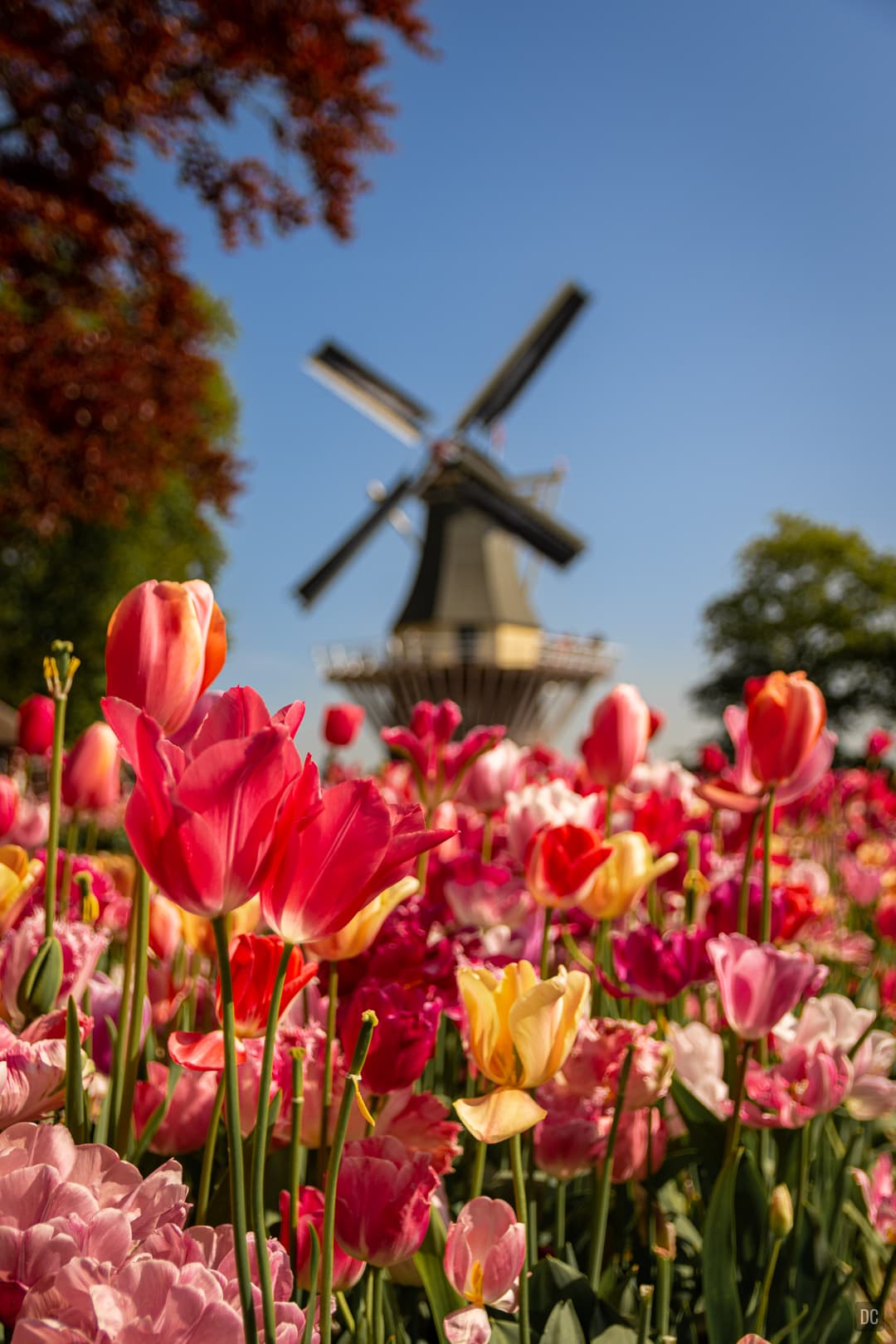 Keukenhof