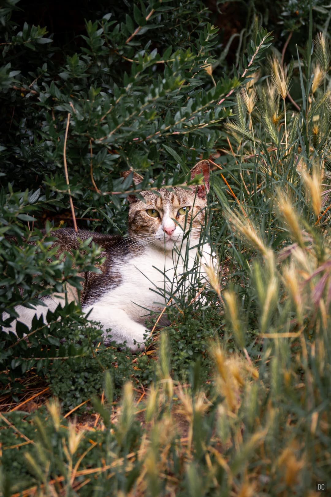 The cat in Villa Bellini