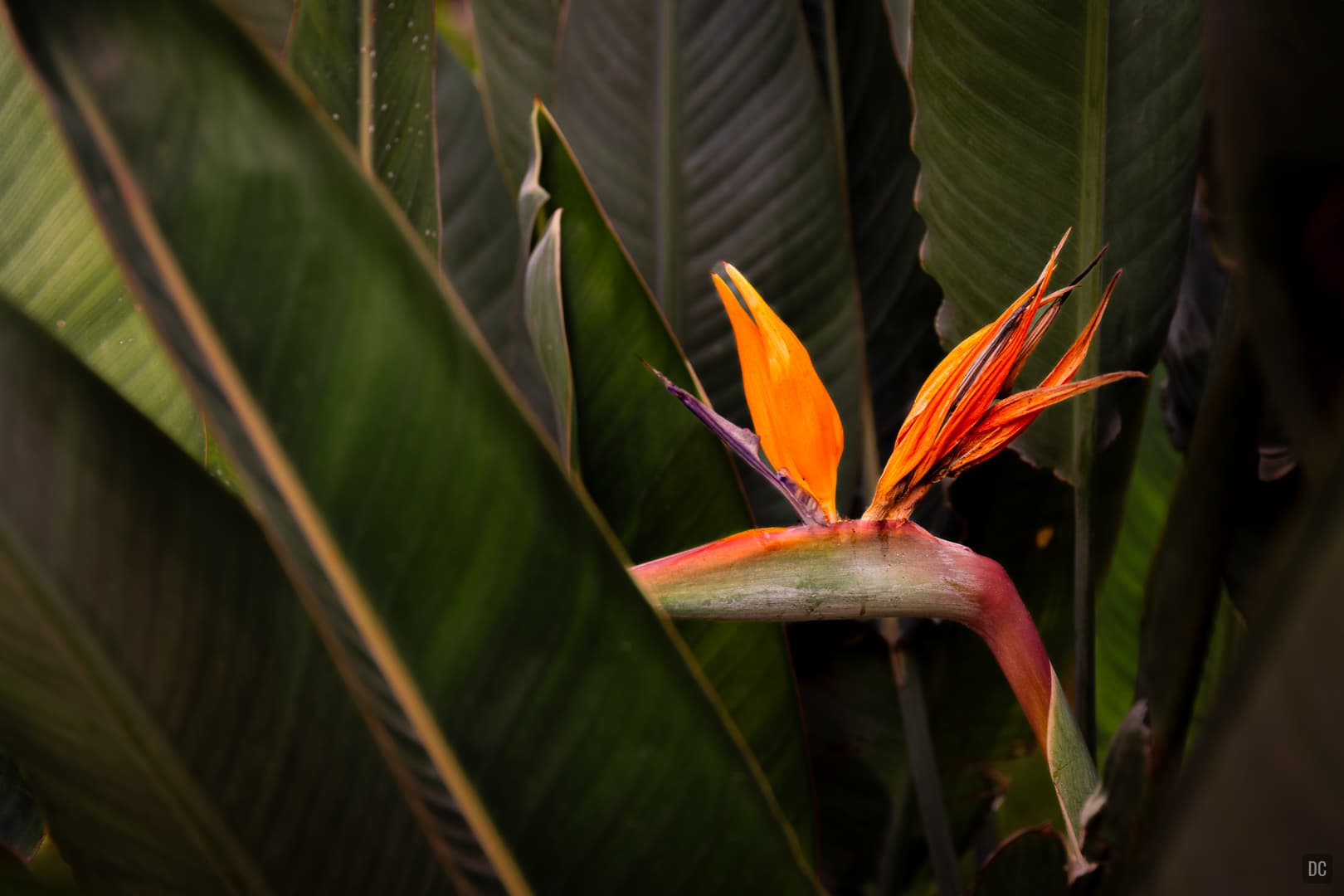 Strelitzia